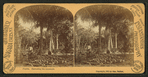 Florida, harvesting the cocoanuts [coconuts].
