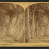 Florida, avenue of cocoanut [coconut] palms.