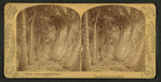 Florida, avenue of cocoanut [coconut] palms.
