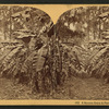 A banana grove in Florida.