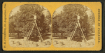 Picking oranges in a grove.