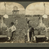 Harvesting Indian River pineapples, Florida, U.S.A.