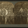 Drying tobacco, Florida U.S.A.