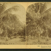 Cocoanut [Coconut] trees, Fla. Palmas de Coco, Fla., U.S.A.