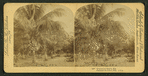 Cocoanut [Coconut] trees, Fla. Palmas de Coco, Fla., U.S.A.