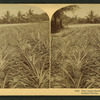 Pine apple gardens, Fla., U.S.A. Ananas Garten.