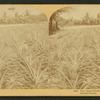 Pine apple gardens, Fla., U.S.A. Ananas Garten.