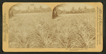 Pine apple gardens, Fla., U.S.A. Ananas Garten.