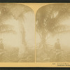 Cocoanut [Coconut] trees, Fla., U.S.A. Coconuese baume.