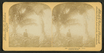 Cocoanut [Coconut] trees, Fla., U.S.A. Coconuese baume.