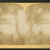 Cocoanut [Coconut] trees, Fla., U.S.A. Coconuese baume.