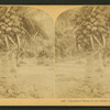 Cocoanut [coconut] trees in the white sands of Florida, U.S.A.