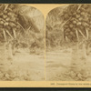 Cocoanut [coconut] trees in the white sands of Florida, U.S.A.