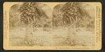 Cocoanut [coconut] trees in the white sands of Florida, U.S.A.