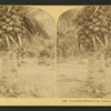 Cocoanut [coconut] trees in the white sands of Florida, U.S.A.