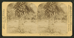 Cocoanut [coconut] trees in the white sands of Florida, U.S.A.