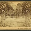 Cocoanut [coconut] trees in the white sands of Florida, U.S.A.