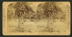 Cocoanut [coconut] trees in the white sands of Florida, U.S.A.