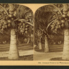 Cocoanut [coconut] trees in the white sands of Florida, U.S.A.