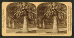 Cocoanut [coconut] trees in the white sands of Florida, U.S.A.
