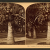 Cocoanut [coconut] trees in the white sands of Florida, U.S.A.