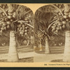 Cocoanut [coconut] trees in the white sands of Florida, U.S.A.