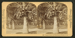 Cocoanut [coconut] trees in the white sands of Florida, U.S.A.