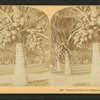 Cocoanut [coconut] trees in the white sands of Florida, U.S.A.