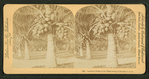 Cocoanut [coconut] trees in the white sands of Florida, U.S.A.