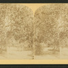 Orange grove, Florida.