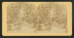 Orange grove, Florida.