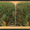 Where the luscious pineapple grows, Florida, U.S.A. [Color view.]