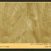 Cocoanut [Coconut] palm, fruit in all stages; Lake Worth, Fla., U.S.A.