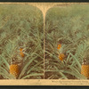 Where the luscious pineapple grows, Florida, U.S.A. [Color view.]
