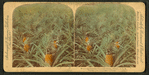 Where the luscious pineapple grows, Florida, U.S.A. [Color view.]
