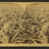 Where the luscious pineapple grows, Florida, U.S.A.