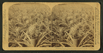 Where the luscious pineapple grows, Florida, U.S.A.