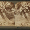Cocoanut [coconut] trees in the white sands of Florida, U.S.A.