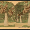 Cocoanut [coconut] trees in the white sands of Florida, U.S.A.