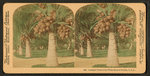 Cocoanut [coconut] trees in the white sands of Florida, U.S.A.