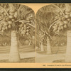 Cocoanut [coconut] trees in the white sands of Florida, U.S.A.