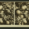 Oranges as they grow, fruit and blossoms, Manatee, Fla., U.S.A.