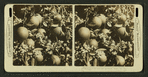 Oranges as they grow, fruit and blossoms, Manatee, Fla., U.S.A.