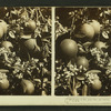 Oranges as they grow, fruit and blossoms, Manatee, Fla., U.S.A.