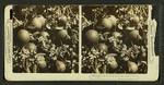 Oranges as they grow, fruit and blossoms, Manatee, Fla., U.S.A.