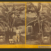 Banana tree.