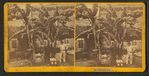Banana tree.
