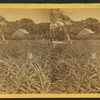 Pineapple and bananas. [View of field.]