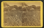 Pineapple and bananas. [View of field.]