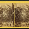 Young cocoanut [coconut] grove.